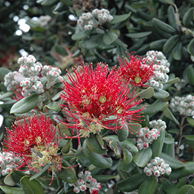 Plant Photo 5