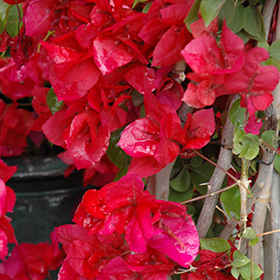 Plant Photo 5