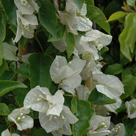 Plant Photo 2