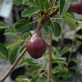 Plant Photo 1