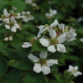 Plant Photo 7