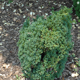 Plant Photo 8