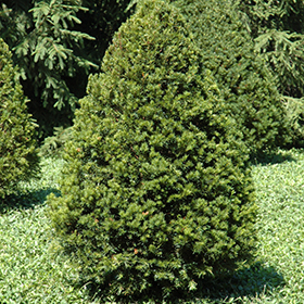 Plant Photo 1