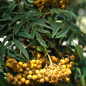 Plant Photo 10