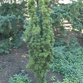 Plant Photo 8