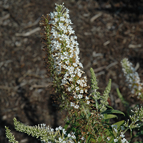 Plant Photo 5