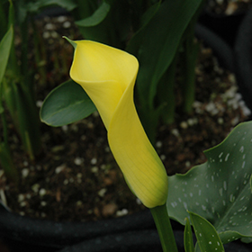 Plant Photo 10