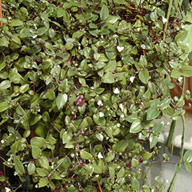 Plant Photo 2