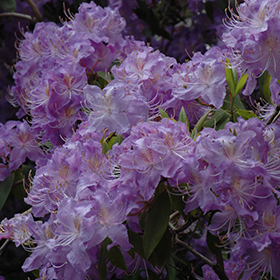 Plant Photo 5