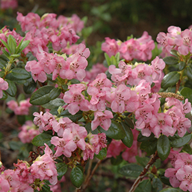 Plant Photo 3