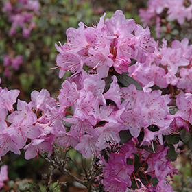Plant Photo 2