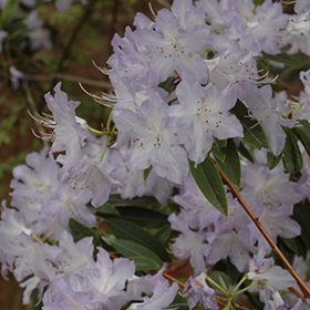 Plant Photo 6