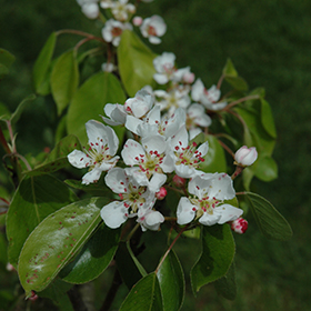 Plant Photo 7