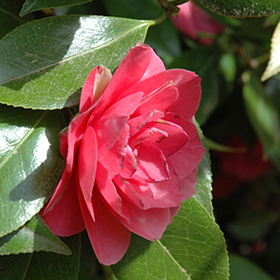 Plant Photo 9