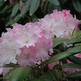 Plant Photo 5