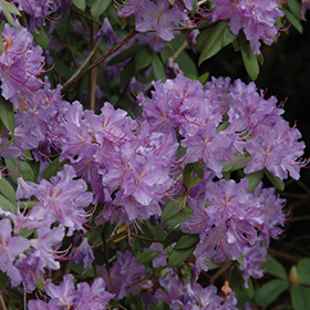 Plant Photo 7