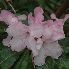 Plant Photo 9