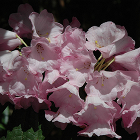 Plant Photo 2
