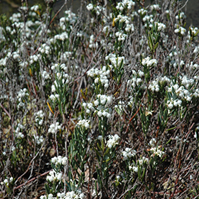 Plant Photo 4