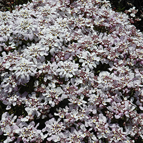 Plant Photo 9
