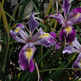 Plant Photo 4