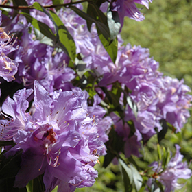 Plant Photo 8