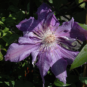 Plant Photo 4