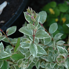 Plant Photo 10
