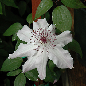 Plant Photo 2
