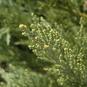 Plant Photo 2