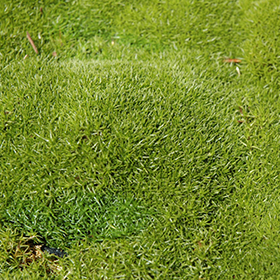 Plant Photo 3