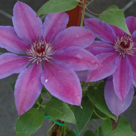 Plant Photo 7