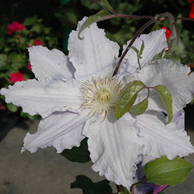 Plant Photo 3