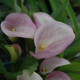 Plant Photo 9