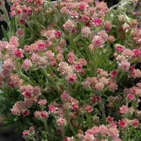 Plant Photo 5