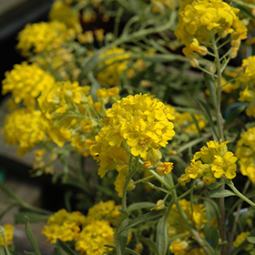 Plant Photo 5