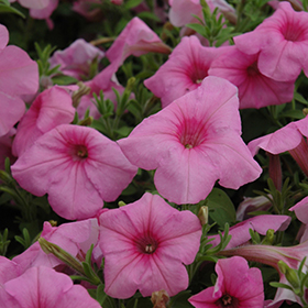 Plant Photo 6