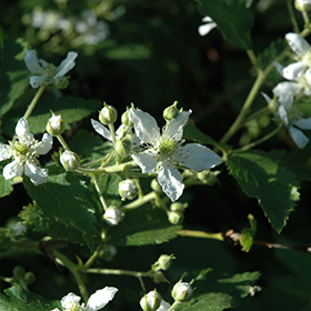 Plant Photo 6