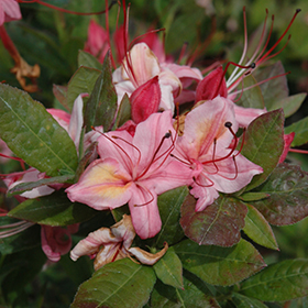 Plant Photo 8