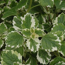 Plant Photo 3