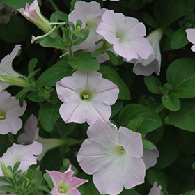 Plant Photo 2