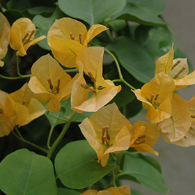 Plant Photo 5