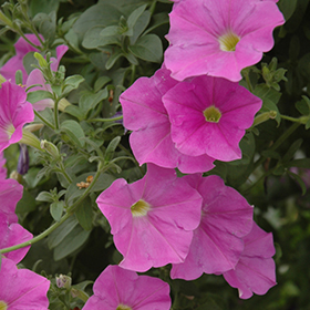 Plant Photo 1