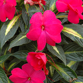 Plant Photo 5