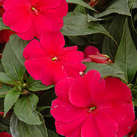 Plant Photo 4