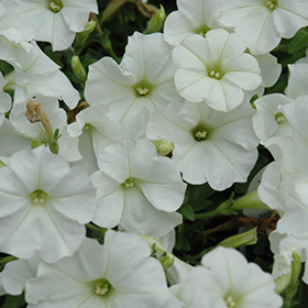 Plant Photo 10