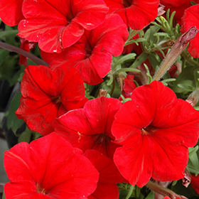 Plant Photo 1