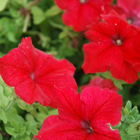 Plant Photo 3