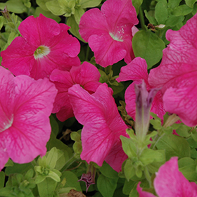 Plant Photo 2