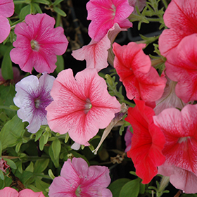 Plant Photo 6